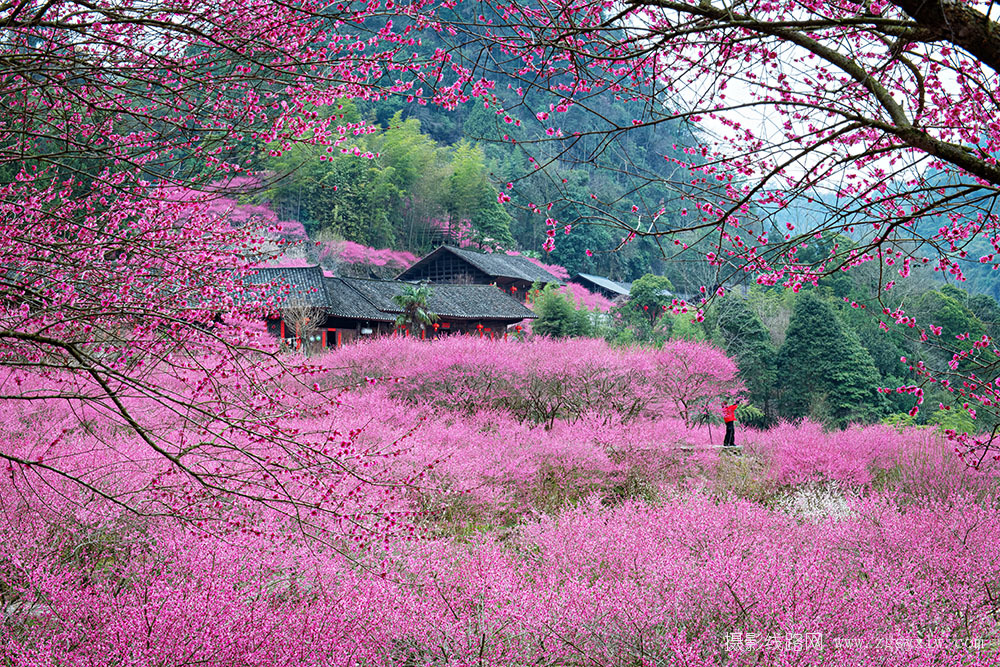 梅园赏花