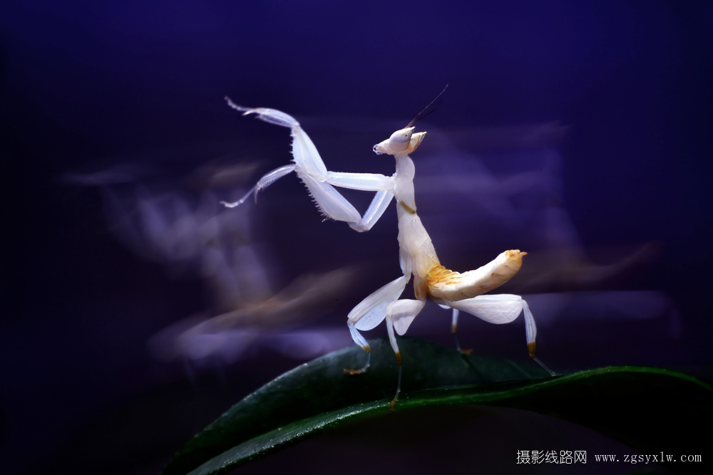 幻影迷踪拳