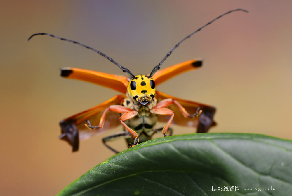 展翅飞