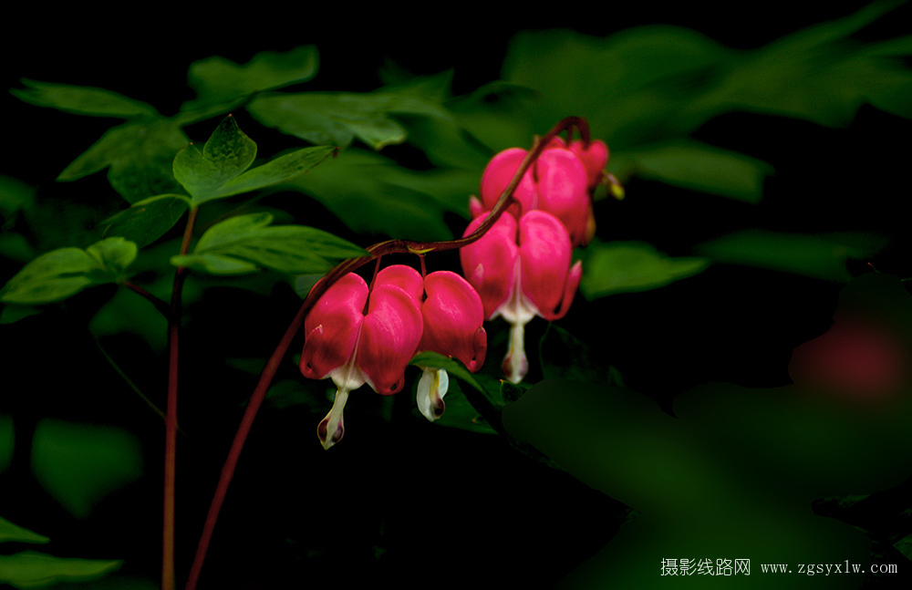 荷苞牡丹