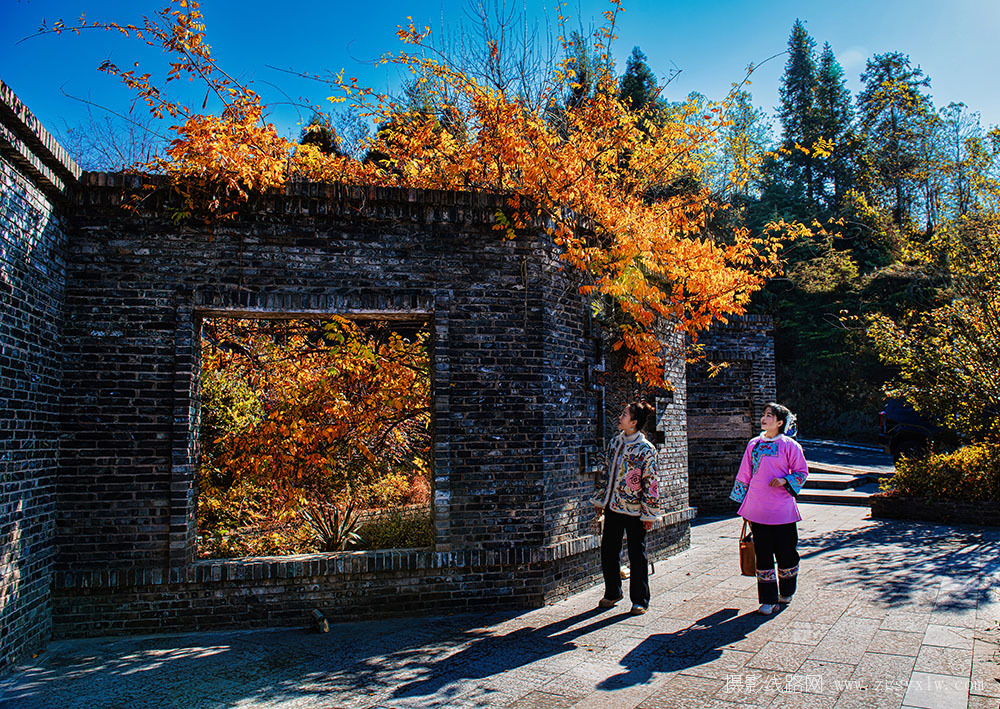 满园秋色关不住
