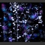野花 蝴蝶梦