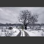 老村雪野