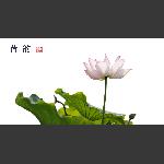 荷 韵