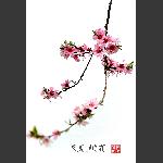 又见桃花