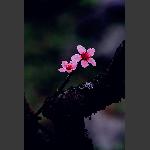 惜