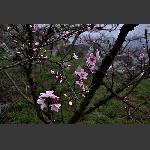 渡船坡的桃花