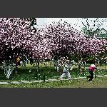 莫愁湖边