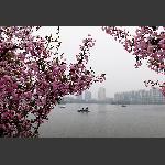 莫愁湖边