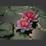 睡莲花