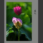 荷韵（1）