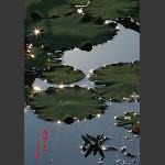 荷塘星光
