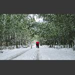 《风雪同行》