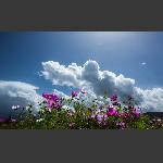 格桑花