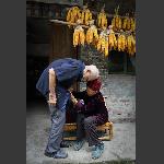 金黄的包谷