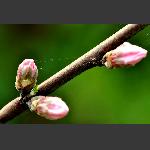 花枝
