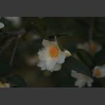 茶花
