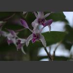 兰花一簇