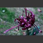菊花组图—3