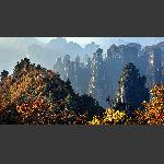 天子山秋色1