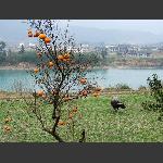 陈家河乡景