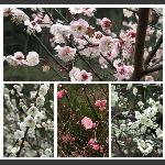 梅花香自苦寒来
