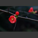 红梅花儿开