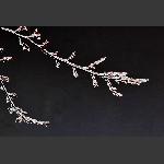春之芽