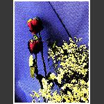 花谢情依然