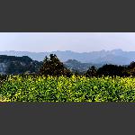 故乡风景1
