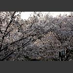 樱花-3