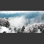 天子山-冬雪
