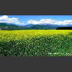 油菜花开