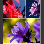 杜鹃花