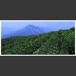 三岔茶厂