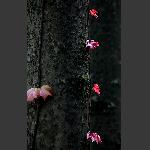 春