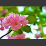 美丽樱花1