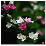 双色花（3）