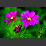 花开花谢