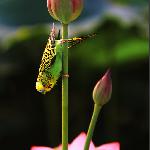 赏荷