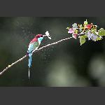 蓝喉蜂虎