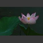 荷