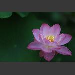 荷花2