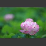 荷花3
