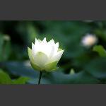 夏荷