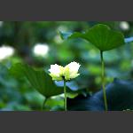 并蒂莲荷花