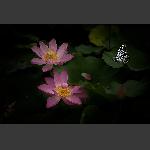 蝶恋花