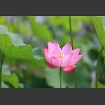 夏荷2