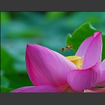 蜂之恋