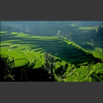 紫鹊梯田1